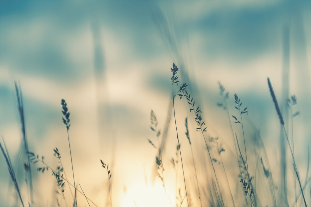 Environmental Policy